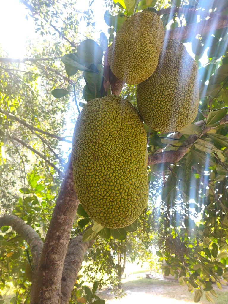 Fresh & HUGE Jackfruit 🍈😋