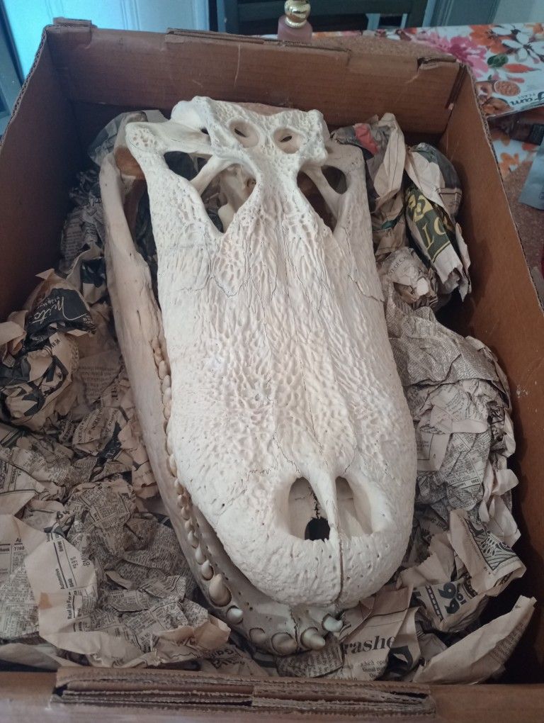 Cabeza De La Lagarto $450 OBO.