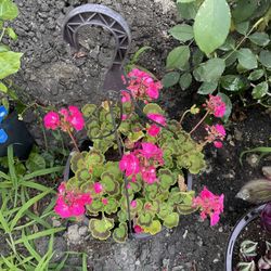 Hanging Flower Pot 🪴 🌸 