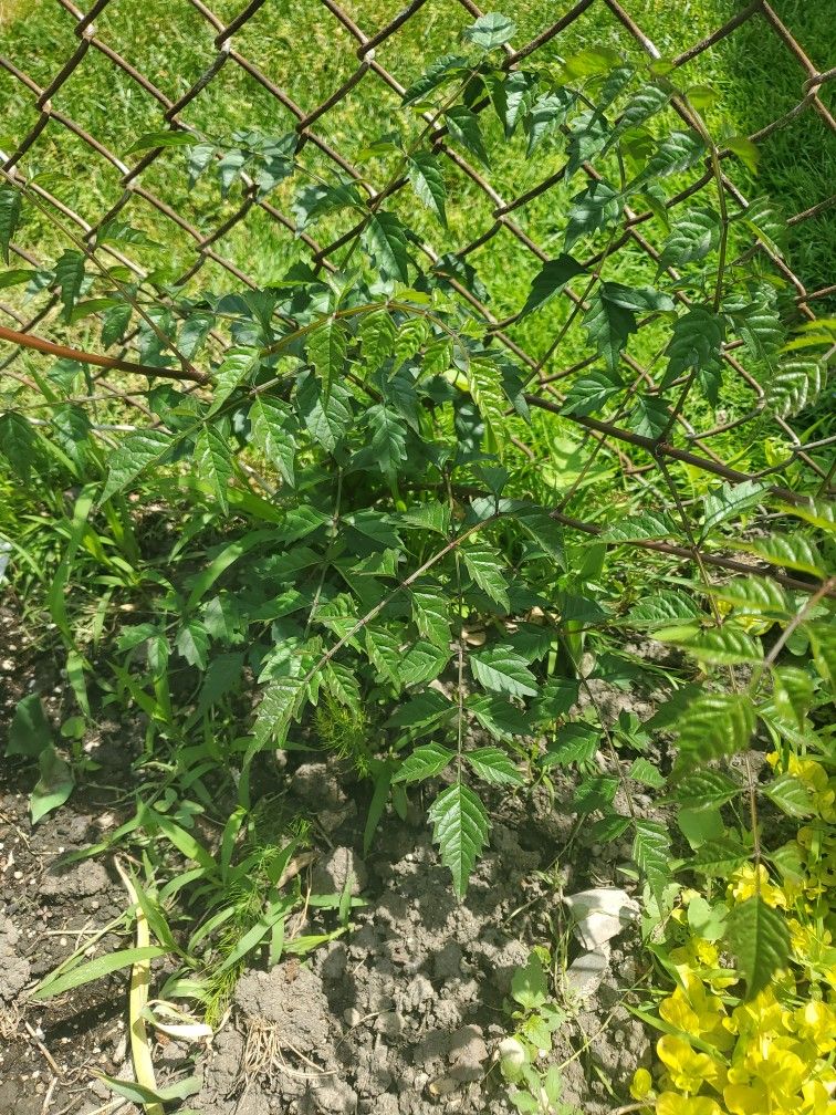 Jubilee Plants