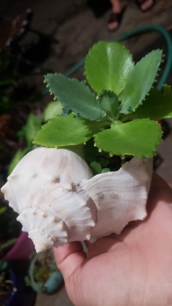 Succulents in Conch shell