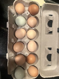 Fresh Eggs