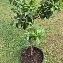 Grapefruit Trees With Fruits 