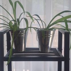 2 Spider Plants in 4" Pot & Silver Bucket