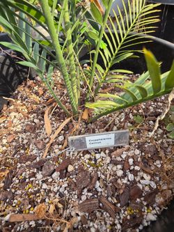Encephalartos Cerinus Live Cycad Plant