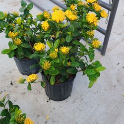Ixoras Plants 3gallon Yellow Bushes 