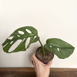 Swiss cheese plant, Monstera adasonii houseplant 🧀 🪴