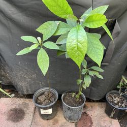 Plantas De Aguacates
