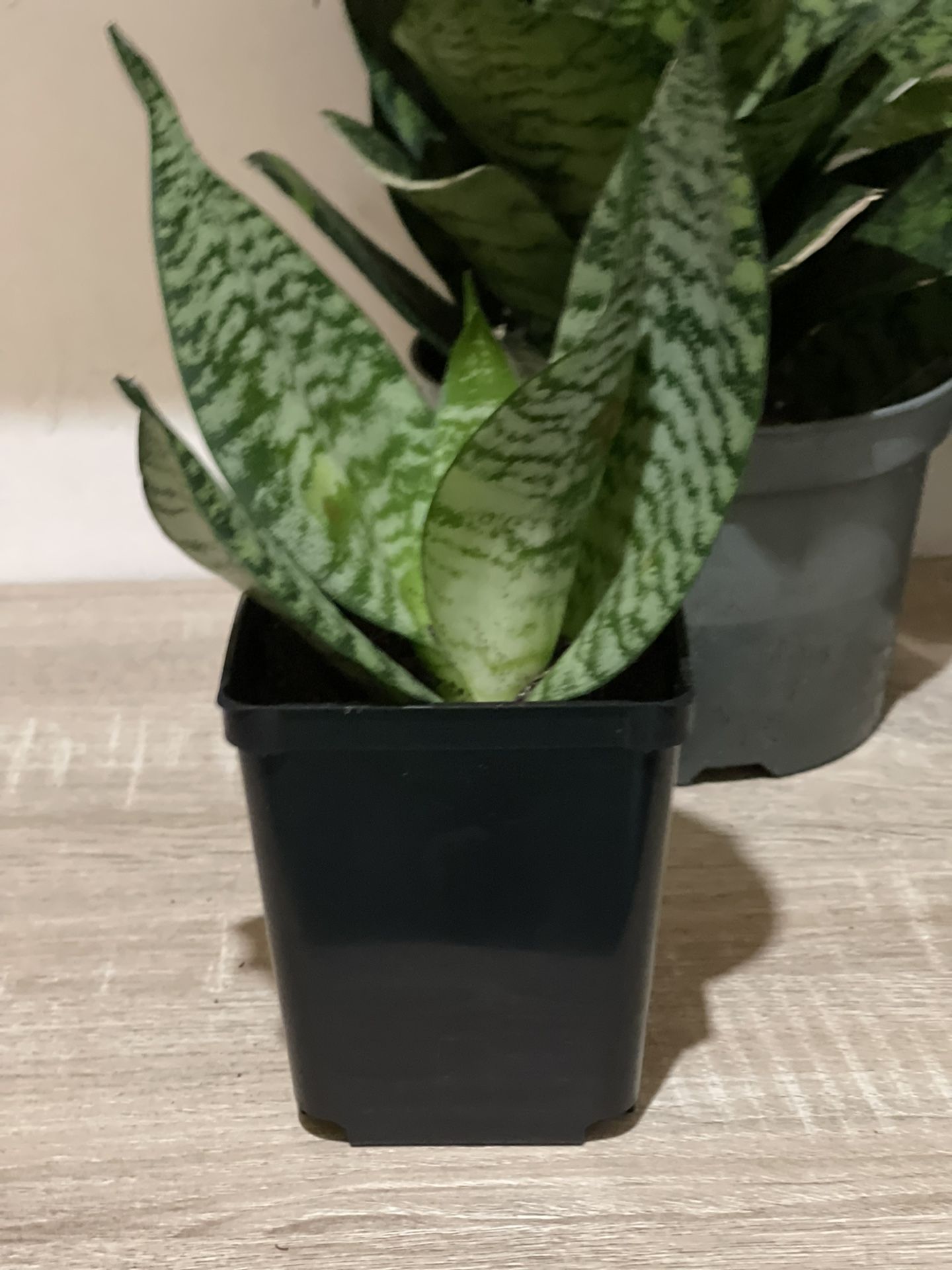 Bird Nest snake plant