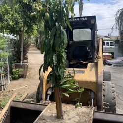 Mango Tree