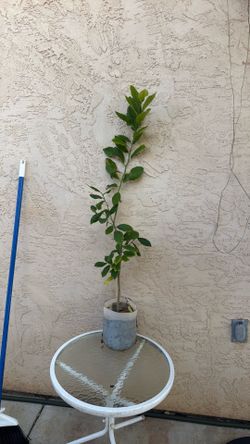 Lemon tree