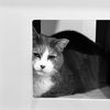 Libby