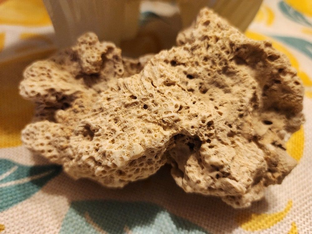 Coral Rock