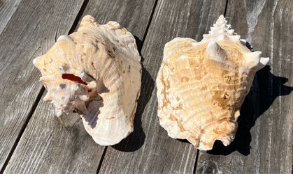 Queen Conch Shells