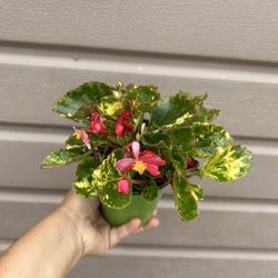 4” variegated begonias