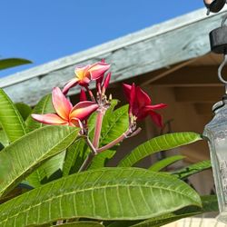 Free Plumeria Branches