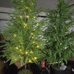 2 Norfolk Island Pines Brand New 