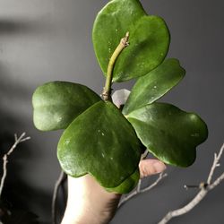 💕 Hoya Kerrii | Sweetheart Plant 💕