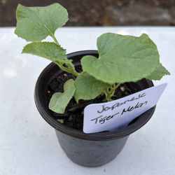 Japanese Tiger Melon plant