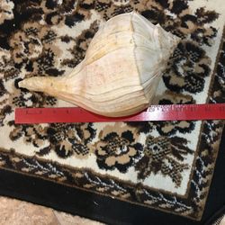 Large Conch Shells  15 Each Or 20 For Two