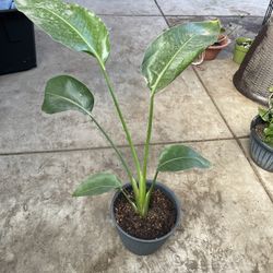 HERMOSAS PLANTAS NATURALES “AVE DEL PARAÍSO PLANT “