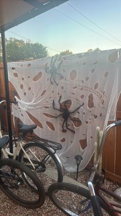 Spider and spider webs