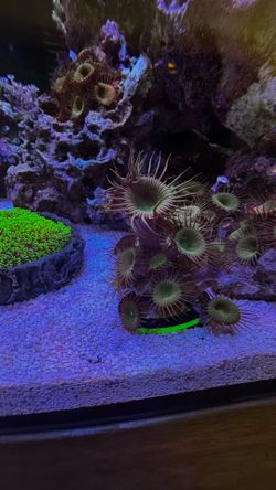 Fake coral