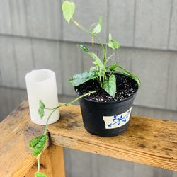 Live Monstera Siltepecana plant in a plastic nursery pot—firm price