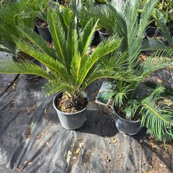 Sage Palm 3gallones 