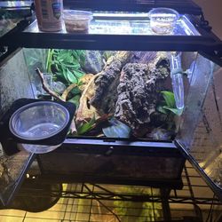 custom enclosures for any reptile and theme 