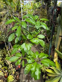 Cup of Gold plant
