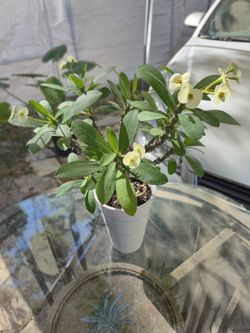 Crown Of Thorn Plant 