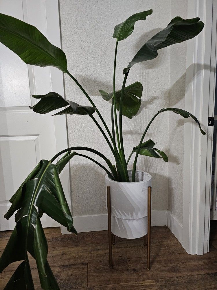 Paradise Plant With Planter