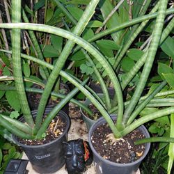 Sanseveria Cylindrical Houseplant 
