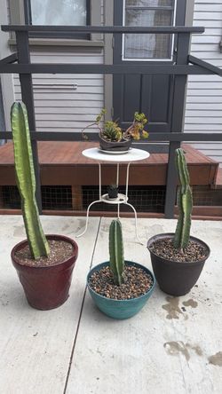 Cactus In  Pots $30 each