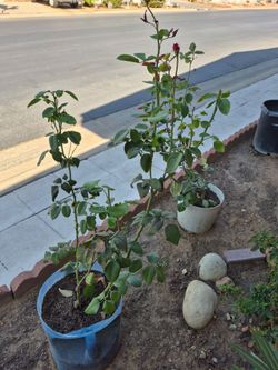 Rose plants