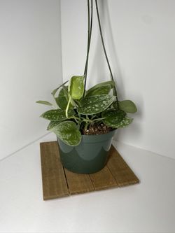 Satin Pothos “exotica”