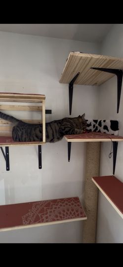 Cat Tree