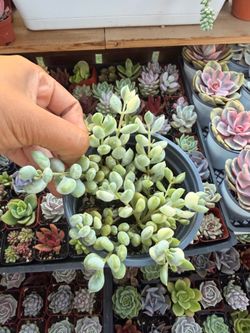 4” var cotyledon pendens