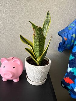 LIVE Snake Plant in White Ceramic Pot
