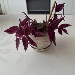 Tradescantia Live Indoor Plant In Small Ceramic Planter 