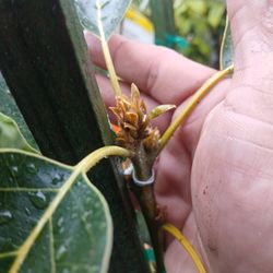 Grafted Dwarf Fuerte Avocado Trees😃🌿🌿🌿🥑🥑🥑