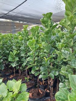 Fiddle leaf fig trees on sale now $35