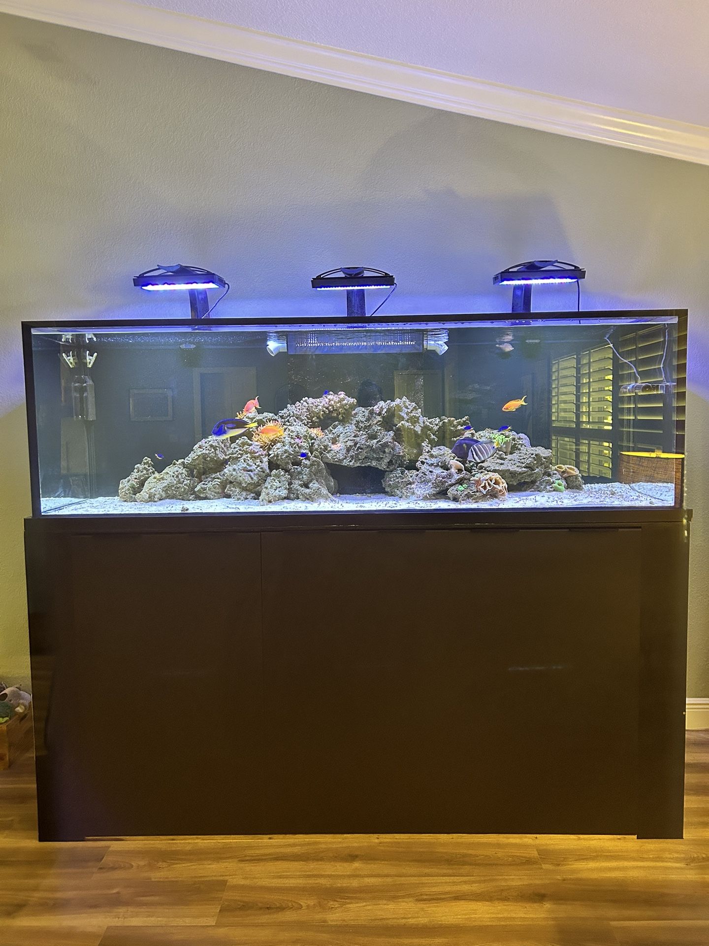 300 Gallon Salt Water Fish Tank