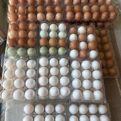 Organic Free Range Eggs