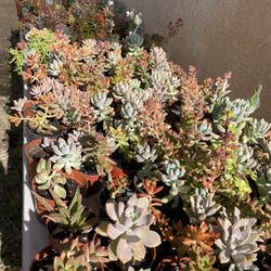 Cactus And Succulent’s 🌵