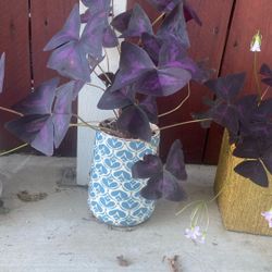 Trébol Rojo        Oxalis Trianguliaris 