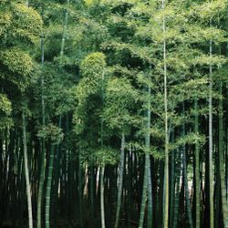 bamboo 