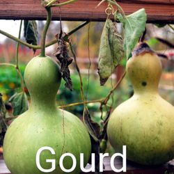 Gourd plant 