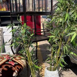 2 Plants $25 For Both 